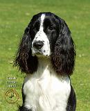English Springer Spaniel 9J37D-20